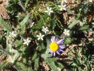 PICTURES/Spectra Point - Rampart Trail Overlook/t_Oregon Fleabane1.jpg